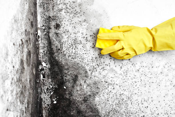 Reliable Spartanburg, SC Mold Removal Solutions