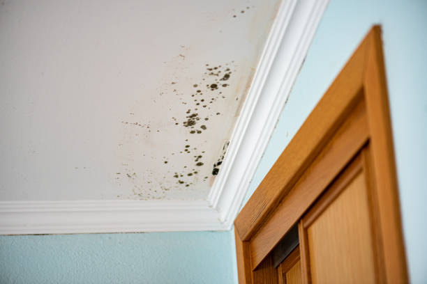 Best Mold Inspection  in Spartanburg, SC