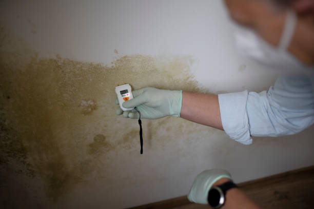 Best Local Mold Removal Service  in Spartanburg, SC