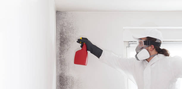 Mold Testing and Removal in Spartanburg, SC
