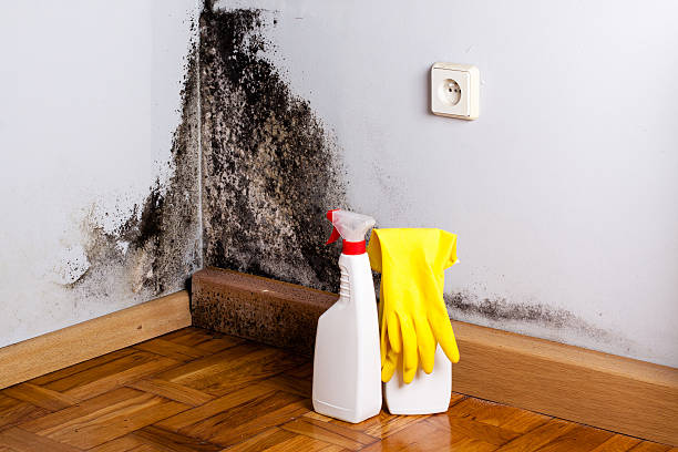 Best Professional Mold Removal  in Spartanburg, SC