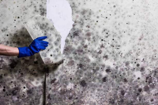 Best Certified Mold Removal  in Spartanburg, SC